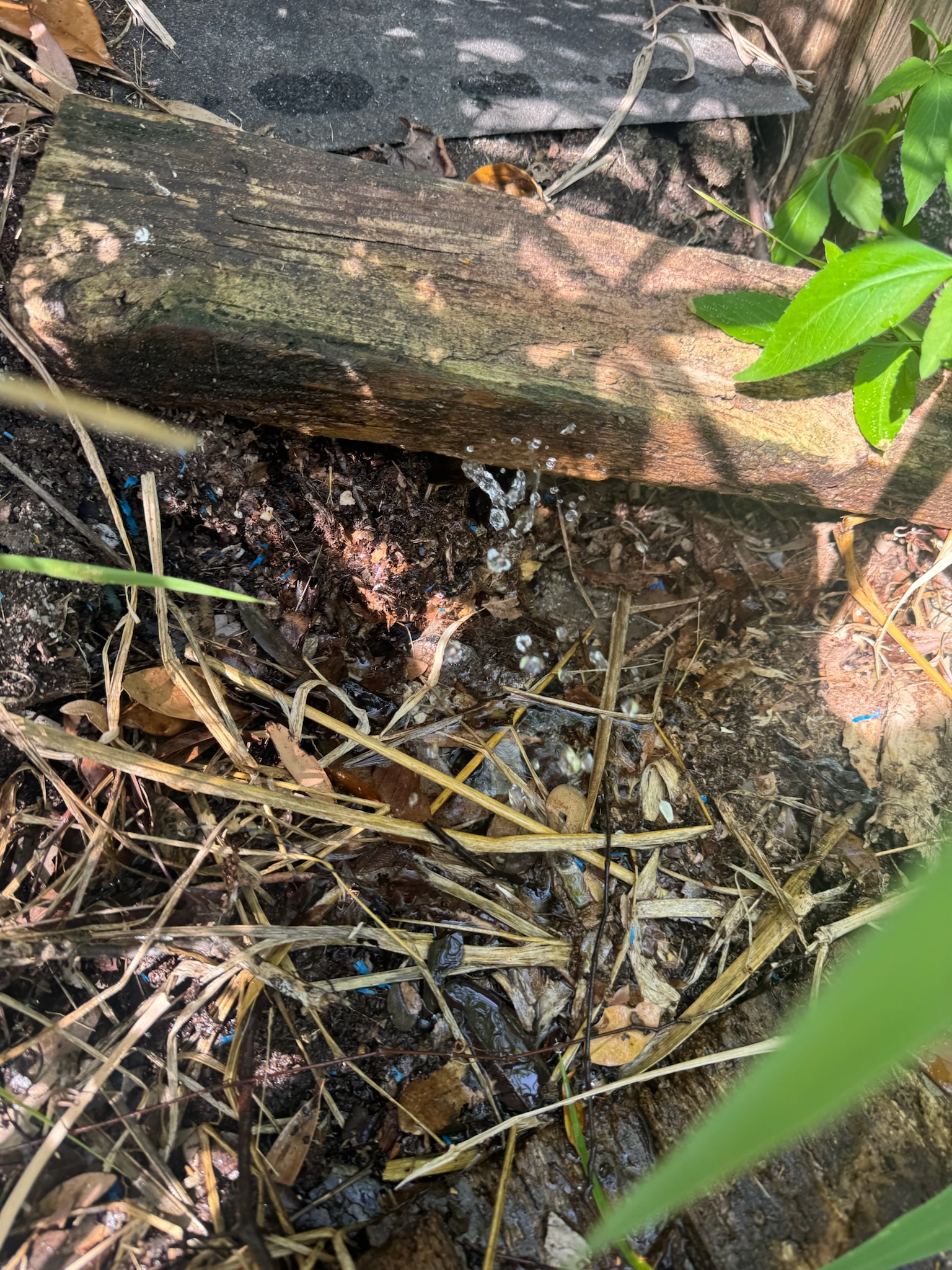 Water leak in St. Petersburg backyard spraying from beneath wood and roots