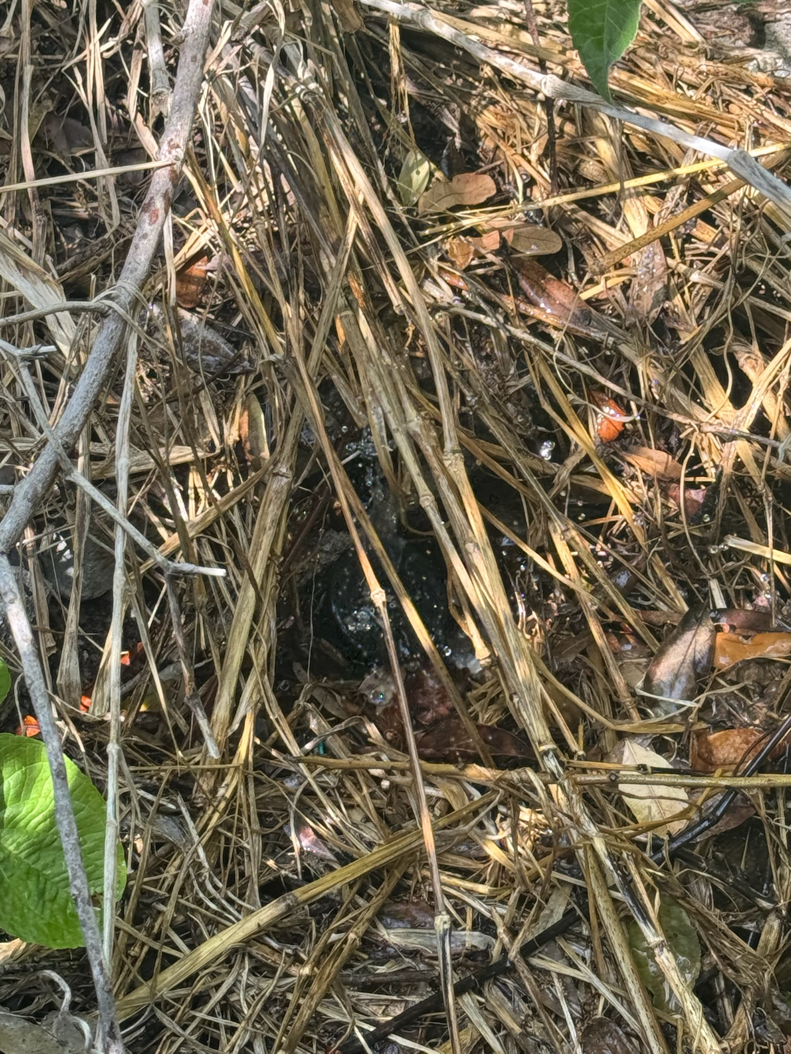Close-up of leak site with thick roots and active water spray