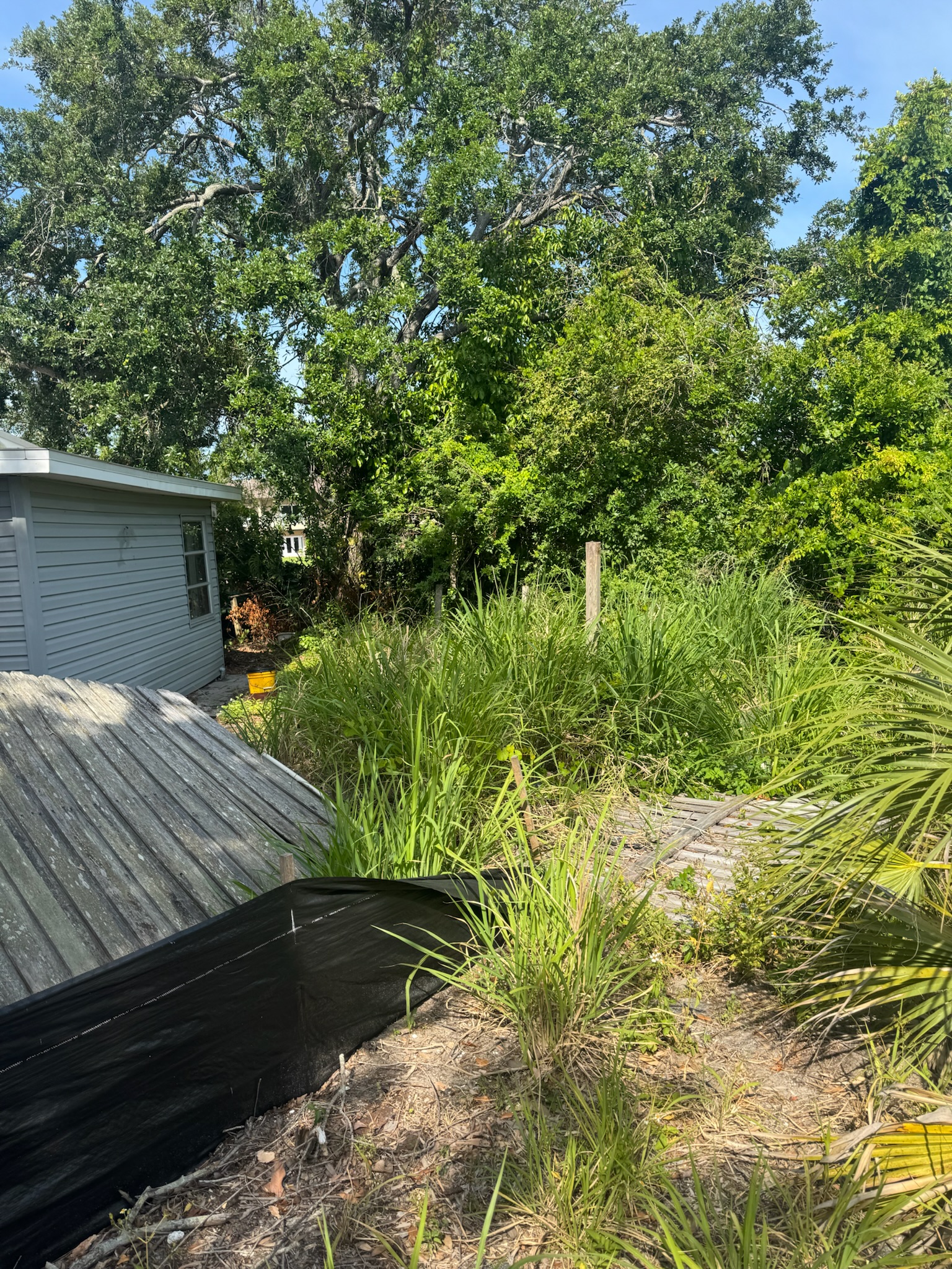 Dense backyard vegetation seen from another angle with deck and tarp