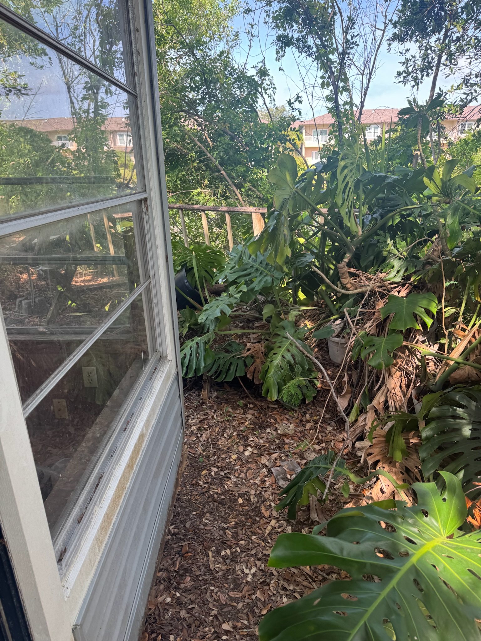 Dense tropical plants and deck partially visible in overgrown backyard