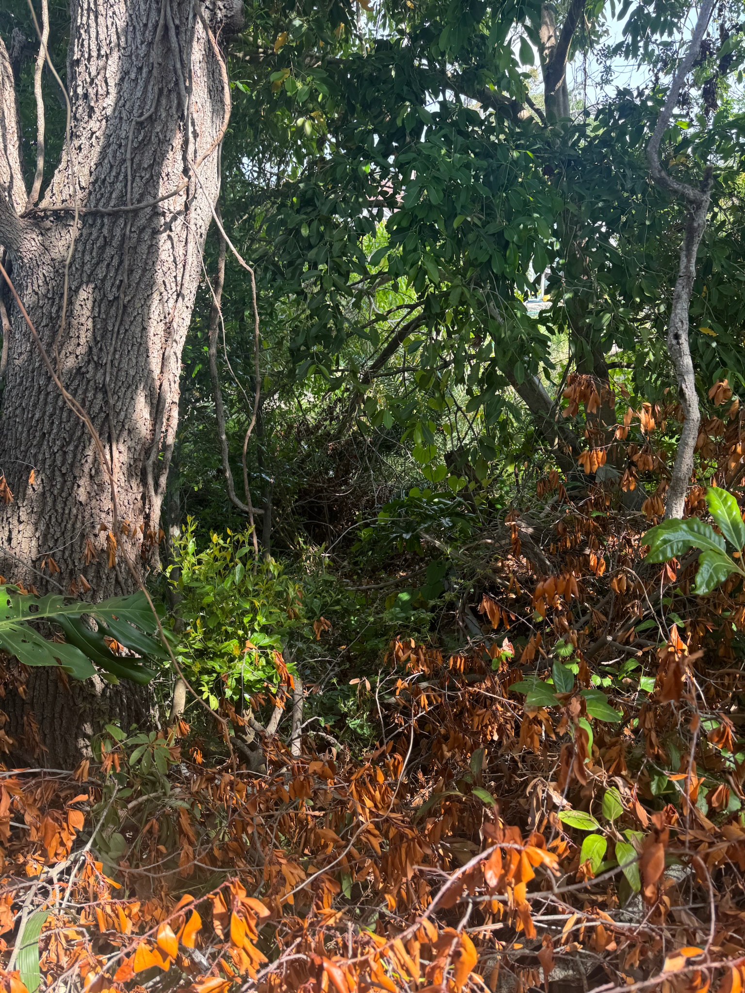 Overgrown oak tree with dead branches and dense vegetation