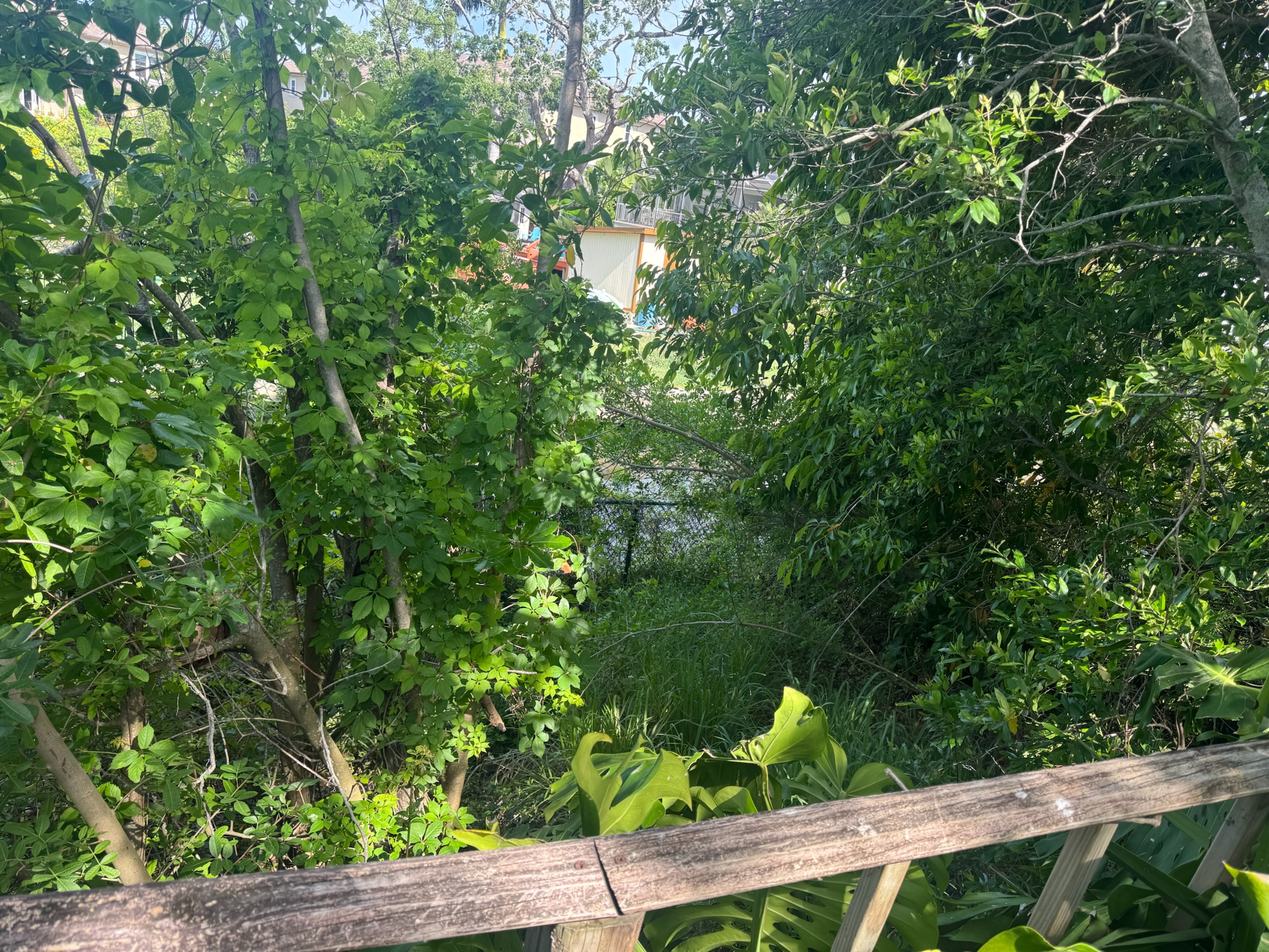 Overgrown backyard in St. Petersburg with wooden bridge and deep vegetation
