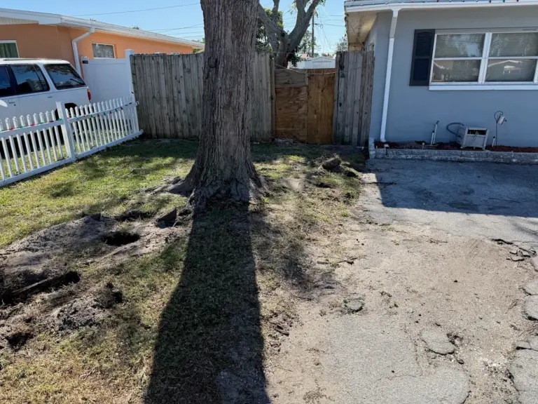 Front yard with small holes dug in the lawn near a tree, a white picket fence and a driveway.