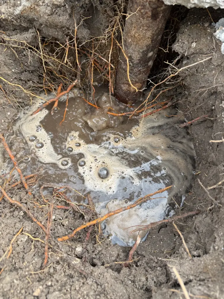 Murky, foamy water pooled in a dug hole around a rusted pipe surrounded by tree roots.